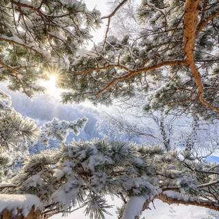 Frosty morning wallpaper