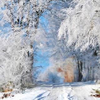 Frosty morning wallpaper