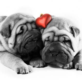 Valentine Day animal wallpaper