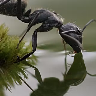 Ants wallpaper