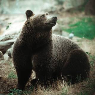 Cute bear faces wallpaper