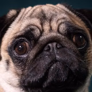 Pug animated computer wallpaper