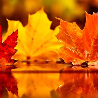 Frosty autumn wallpaper