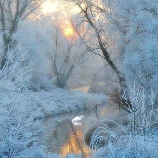 Frosty autumn wallpaper