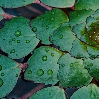 Full Screen Hd mobile wallpaper