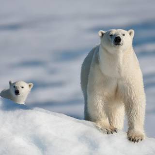 Ice Bear desktop wallpaper