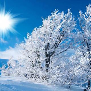 Sunny winter day wallpaper