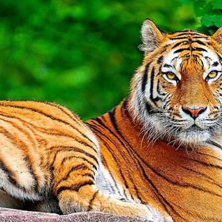 Animals 3D wallpaper