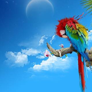 Cute parrot wallpaper