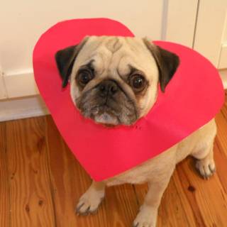 Valentine's Day Pugs wallpaper