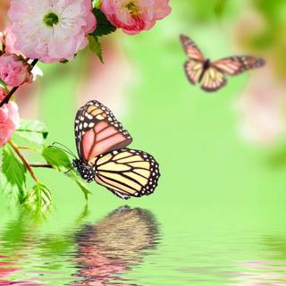 Butterfly spring blossom wallpaper