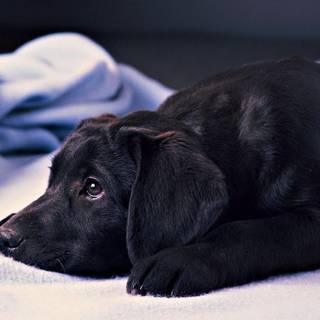 Valentine's Day black Labs wallpaper