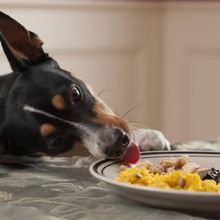 Animal food wallpaper