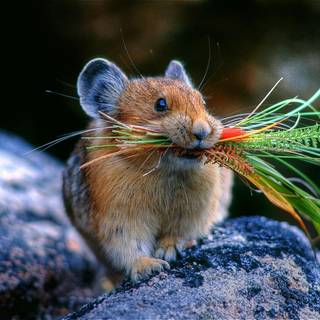 Animal food wallpaper