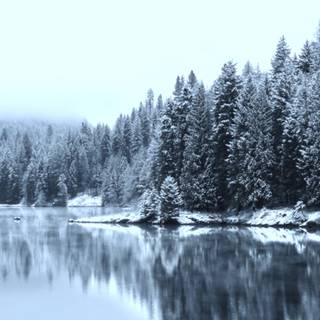 Beautiful winter in the woods wallpaper