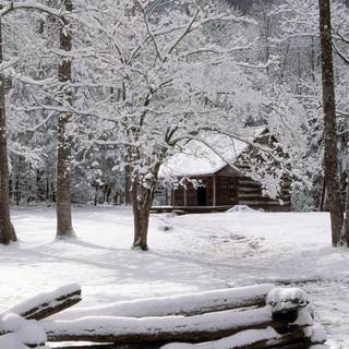 Beautiful winter in the woods wallpaper