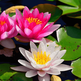 Trapped flowers wallpaper