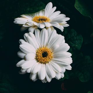 White flower Ultra HD wallpaper