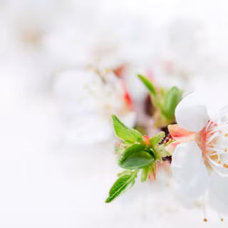 White flower Ultra HD wallpaper