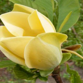 Yellow magnolia wallpaper