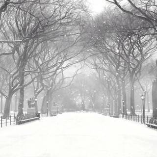 Central Park winter scenes wallpaper