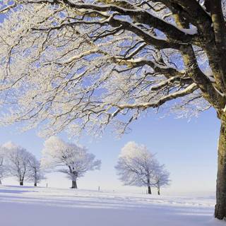 Winter pretty trees wallpaper