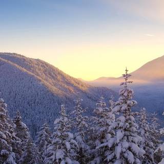 Winter pretty trees wallpaper