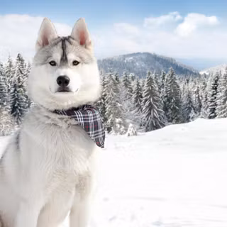 Winter cute dog wallpaper