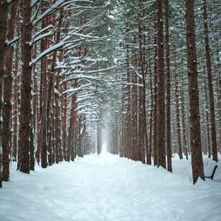 Winter pretty trees wallpaper