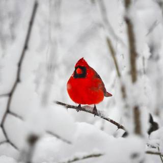 Cardinal in winter wallpaper