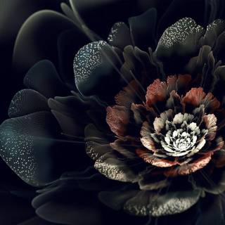 Aesthetic black rose wallpaper