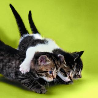 Three cats wallpaper