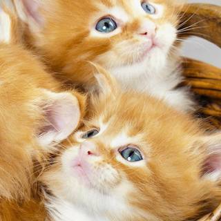 Three cats wallpaper