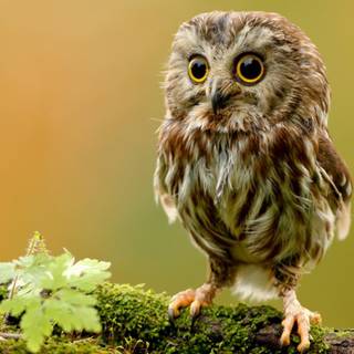 Cute owls wallpaper