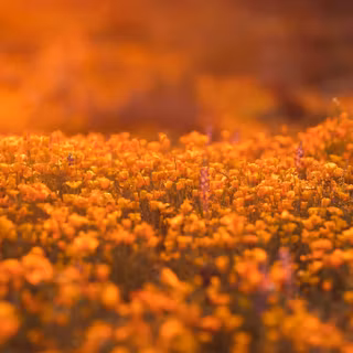 Digital backgrounds nature