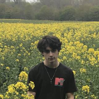 Alfie Templeman wallpaper