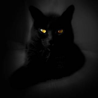 Cute black computer wallpaper