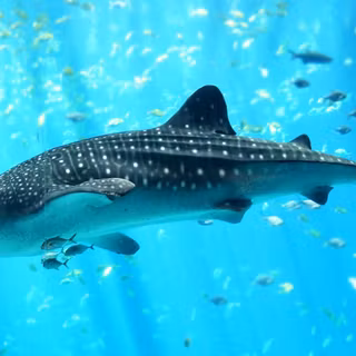 Shark computer wallpaper