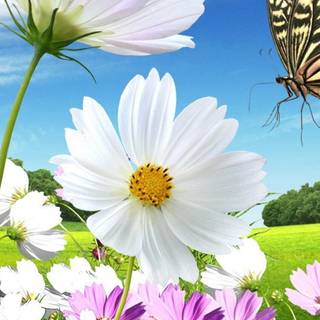 3gp mobile wallpaper