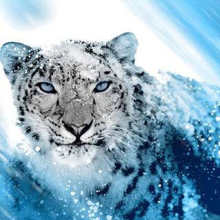 Woman and snow leopard wallpaper