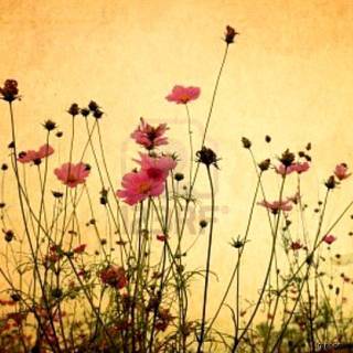 Hintergrundbilder vintage Hd wallpaper