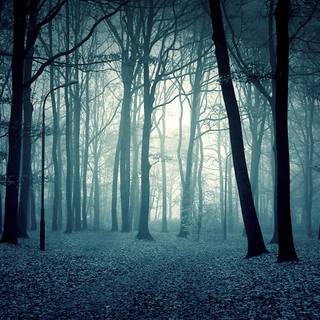 Scary woods wallpaper