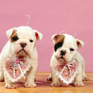Valentines puppys wallpaper