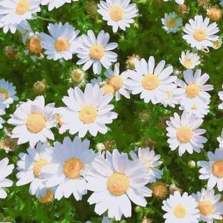 Cute daisy wallpaper