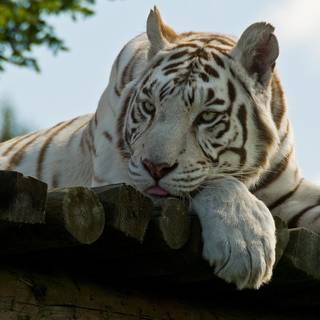 White tiger desktop Hd wallpaper