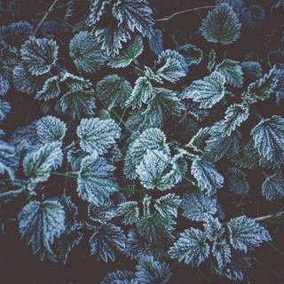 Frost leaves wallpaper