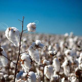 Cotton field wallpaper