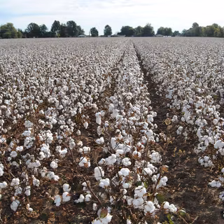 Cotton field wallpaper