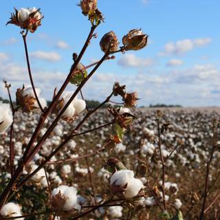 Cotton field wallpaper