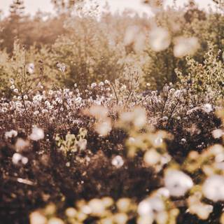 Cotton field wallpaper